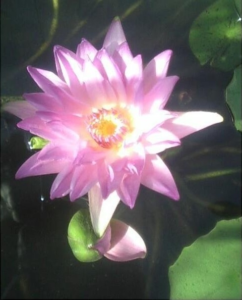 Hardy Water Lily, Waterlily Persian Lilac