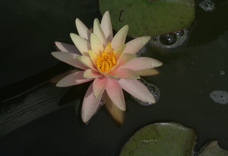 Nymphaea, Hardy Water Lily, Waterlily Pink Grapefruit
