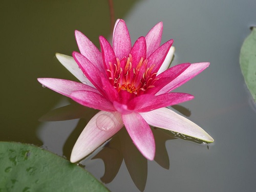 Hardy Water Lily, Waterlily Sirius