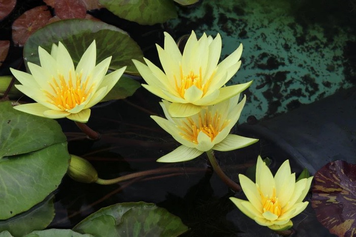 Hardy Water Lily, Waterlily St. Louis Gold