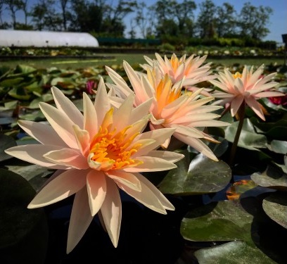 Hardy Water Lily, Waterlily Starbright