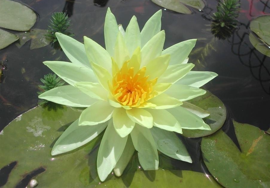 Hardy Water Lily, Waterlily Sulphurea