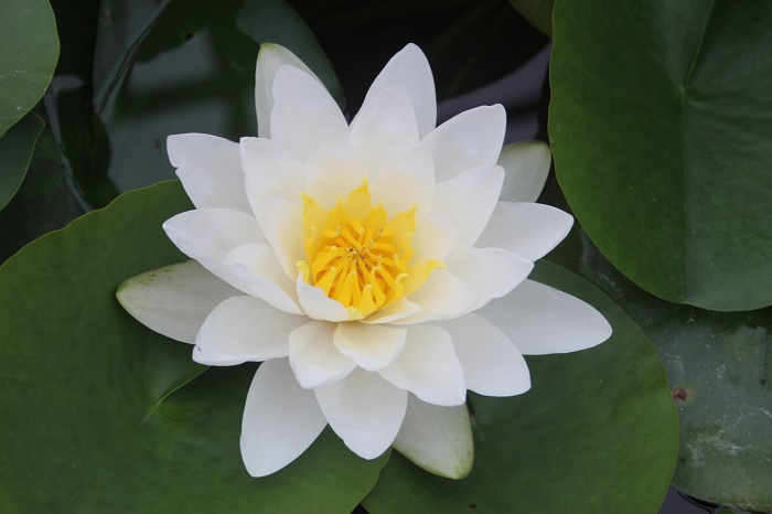 Nymphaea, Hardy Water Lily, Waterlily Virginalis