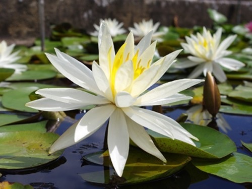 Hardy Water Lily, Waterlily Virginia