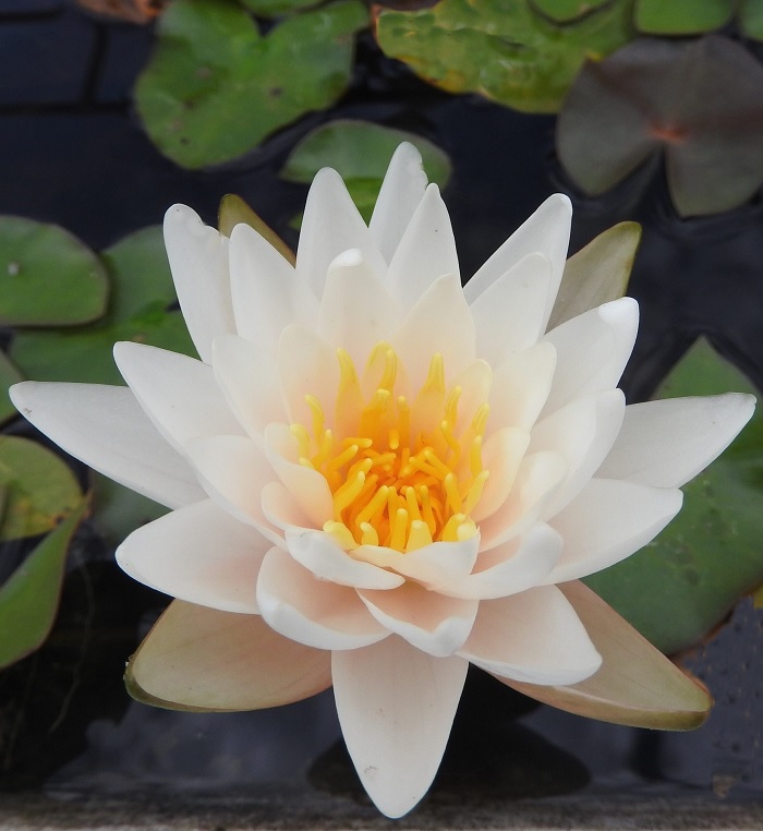 Nymphaea, Hardy Water Lily, Waterlily Walter Pagels
