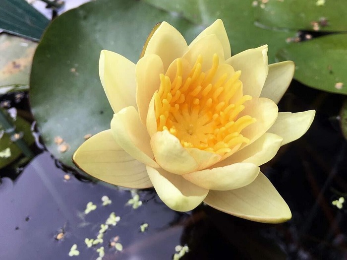 Hardy Water Lily, Waterlily Yellow Comanche
