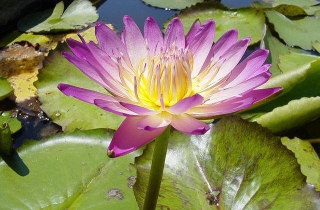 Tropical Day-Blooming Water Lily, Waterlily Afterglow