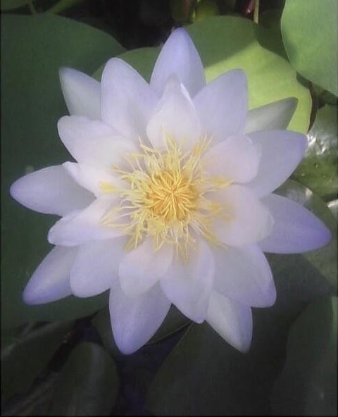 Tropical Day-Blooming Water Lily, Waterlily Albert de Lestang