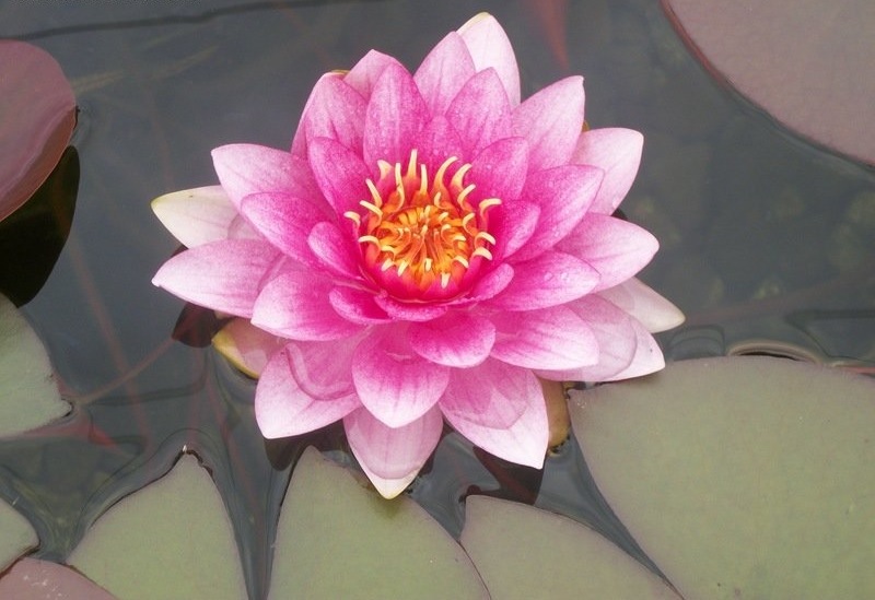 Tropical Day-Blooming Water Lily, Waterlily Anna Epple