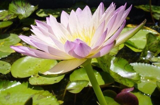 Tropical Day-Blooming Water Lily, Waterlily Barbara Barnett