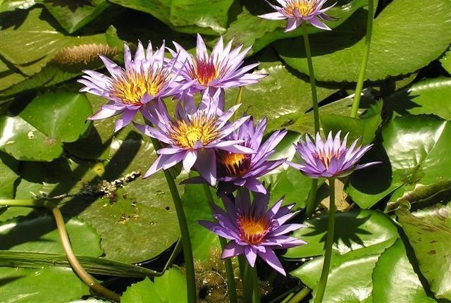 Tropical Day-Blooming Water Lily, Waterlily Black Prince