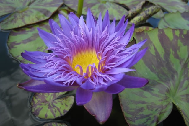 Tropical Day-Blooming Water Lily, Waterlily Blue Aster