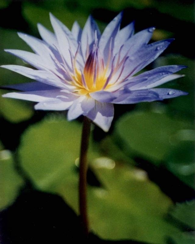 Tropical Day-Blooming Water Lily, Waterlily Blue Capensis