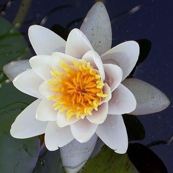 Tropical Day-Blooming Water Lily, Waterlily Carnea