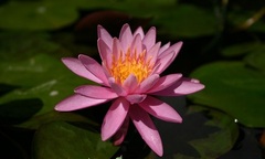 Hardy Water Lily, Waterlily 'Celebration'