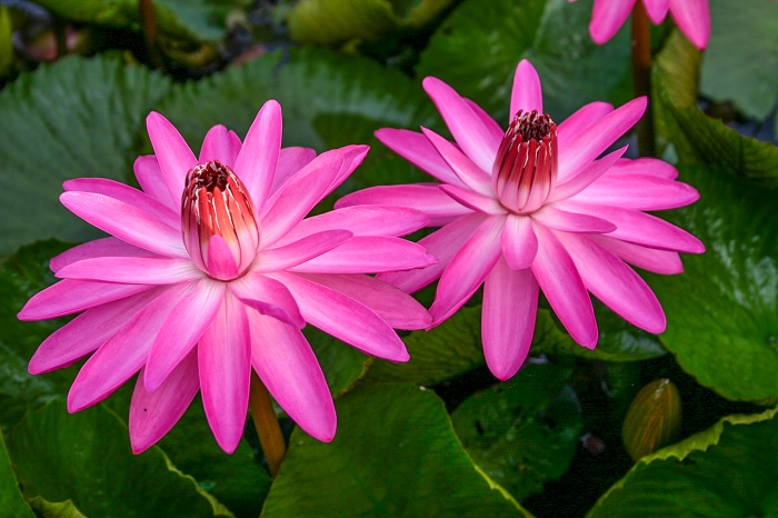 Tropical Night-Blooming Water Lily, Waterlily Emily Grant Hutchings