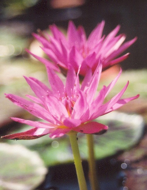 Tropical Day-Blooming Water Lily, Waterlily Evelyn Randig