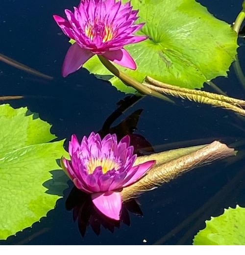 Tropical Day-Blooming Water Lily, Waterlily Jack Wood