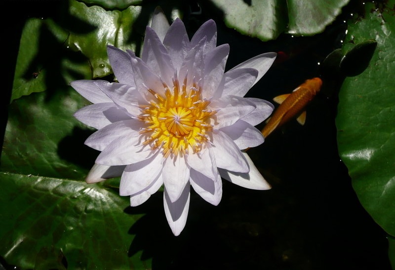 Tropical Day-Blooming Water Lily, Waterlily Pamela