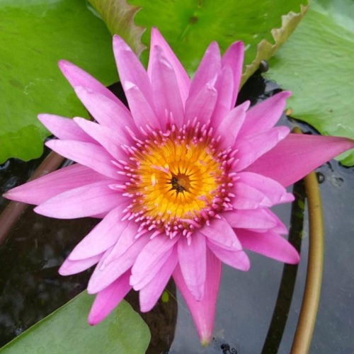 Tropical Day-Blooming Water Lily Pink Capensis