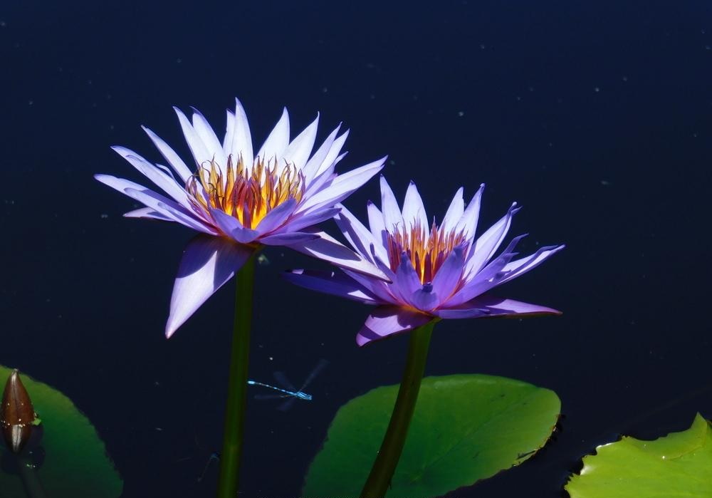 Tropical Day-Blooming Water Lily, Waterlily Rhonda Kay