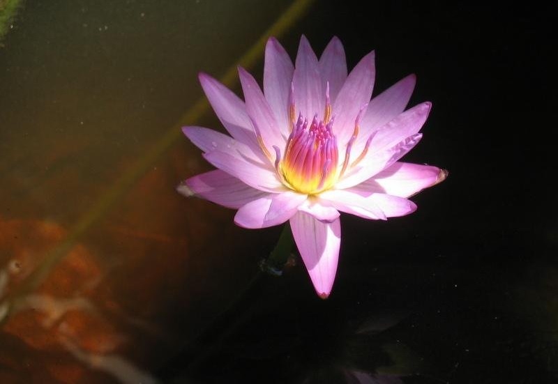 Tropical Day-Blooming Water Lily, Waterlily Shirley Bryne