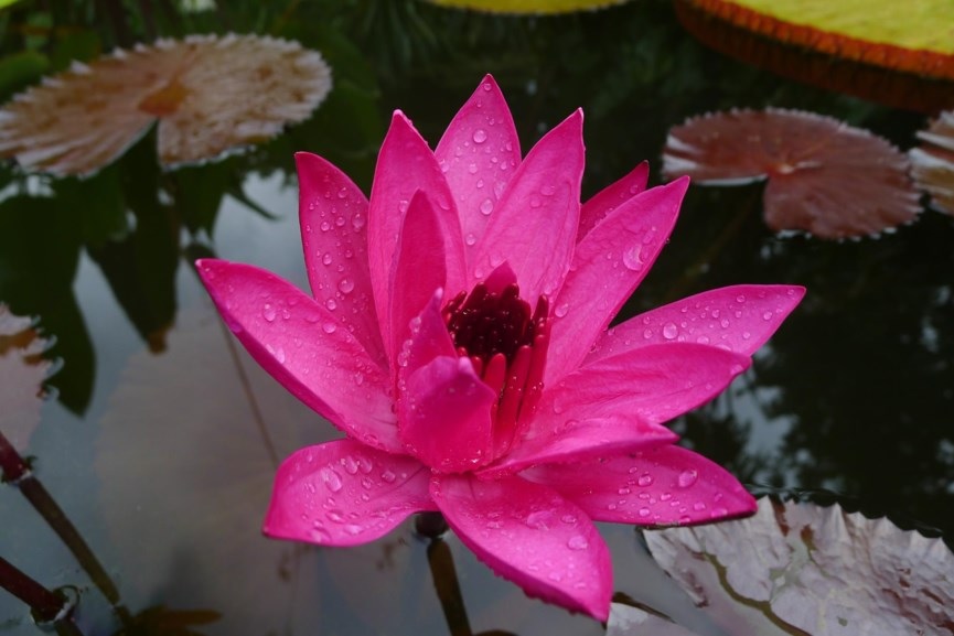 Tropical Night-Blooming Water Lily, Waterlily Red Cup