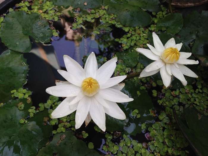 Tropical Night-Blooming Water Lily, Waterlily Woods White Knight