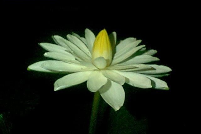 Tropical Night-Blooming Water Lily, Waterlily, Tiger Lotus