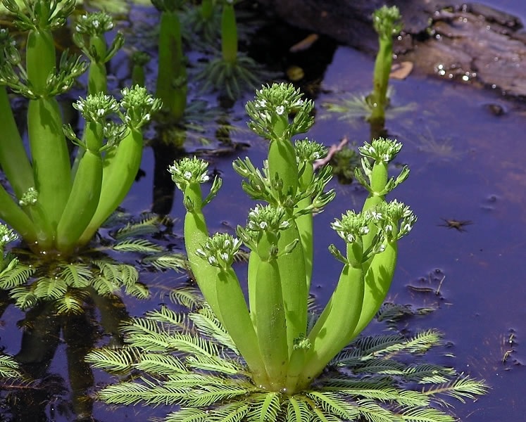 American Featherfoil