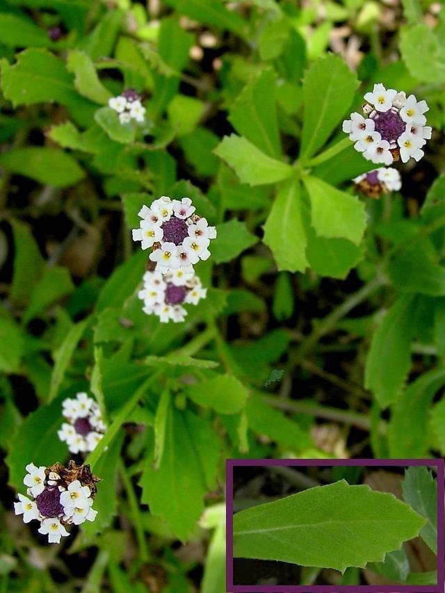 Phyla Species, Lanceleaf Fogfruit, Northern Frog Fruit