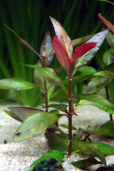 Alternanthera Species, Red Hygrophila, Scarlet Hygro