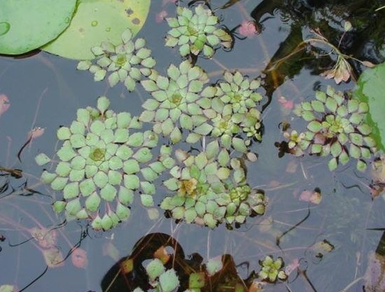 Ludwigia Species, False Loosestrife, Mosaic Plant