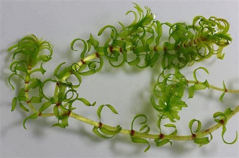 Nuttalls Pondweed, Western Waterweed, Slender Waterweed