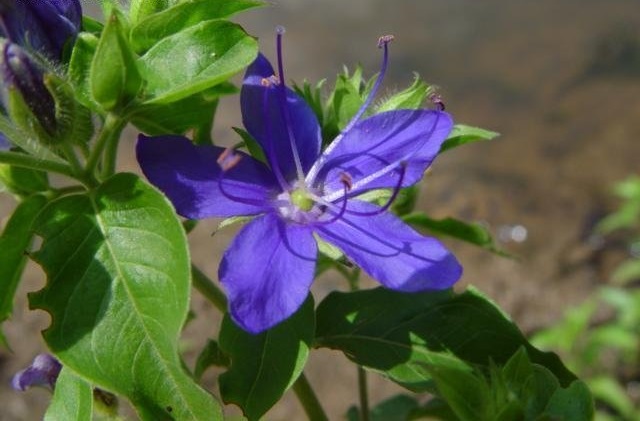Hydrolea Species, Blue Waterleaf, False Fiddleleaf, Hairy Hydrolea