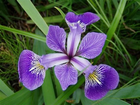 Species Iris, Prairie Iris, Dixie Iris