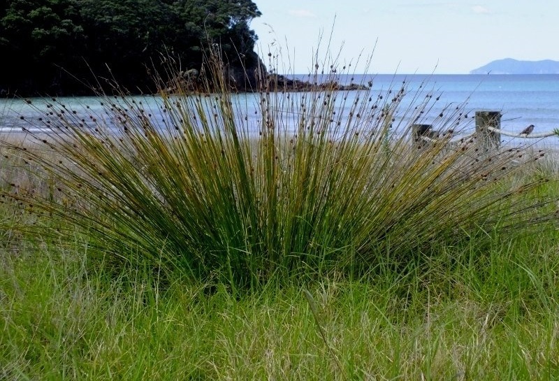 Schoenoplectus Species, California Bulrush, Giant Bulrush
