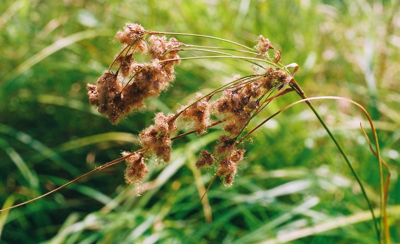 Wool Grass, Woolrush, Marsh Bulrush