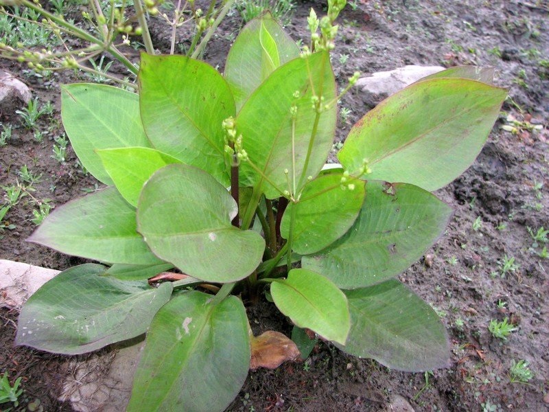 American Water Plantain