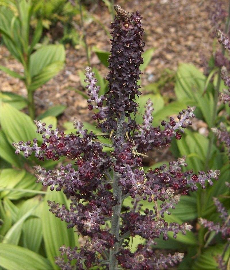 Black False Hellebore