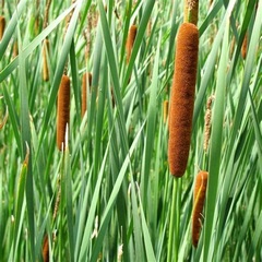 Graceful Cattail, Narrow-leaved European Cattail