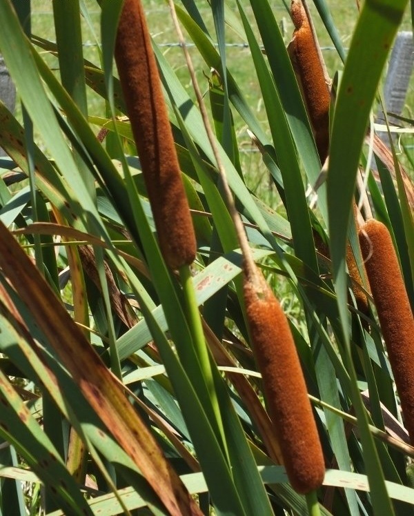 Typha Species, Broadleaf Cumbungi, Bulrush, Cattail
