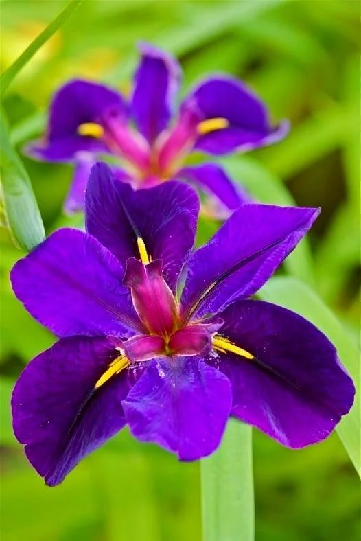 Louisiana Iris Full Eclipse