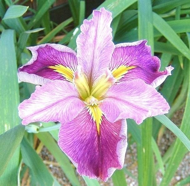 Louisiana Iris Kay Nelson