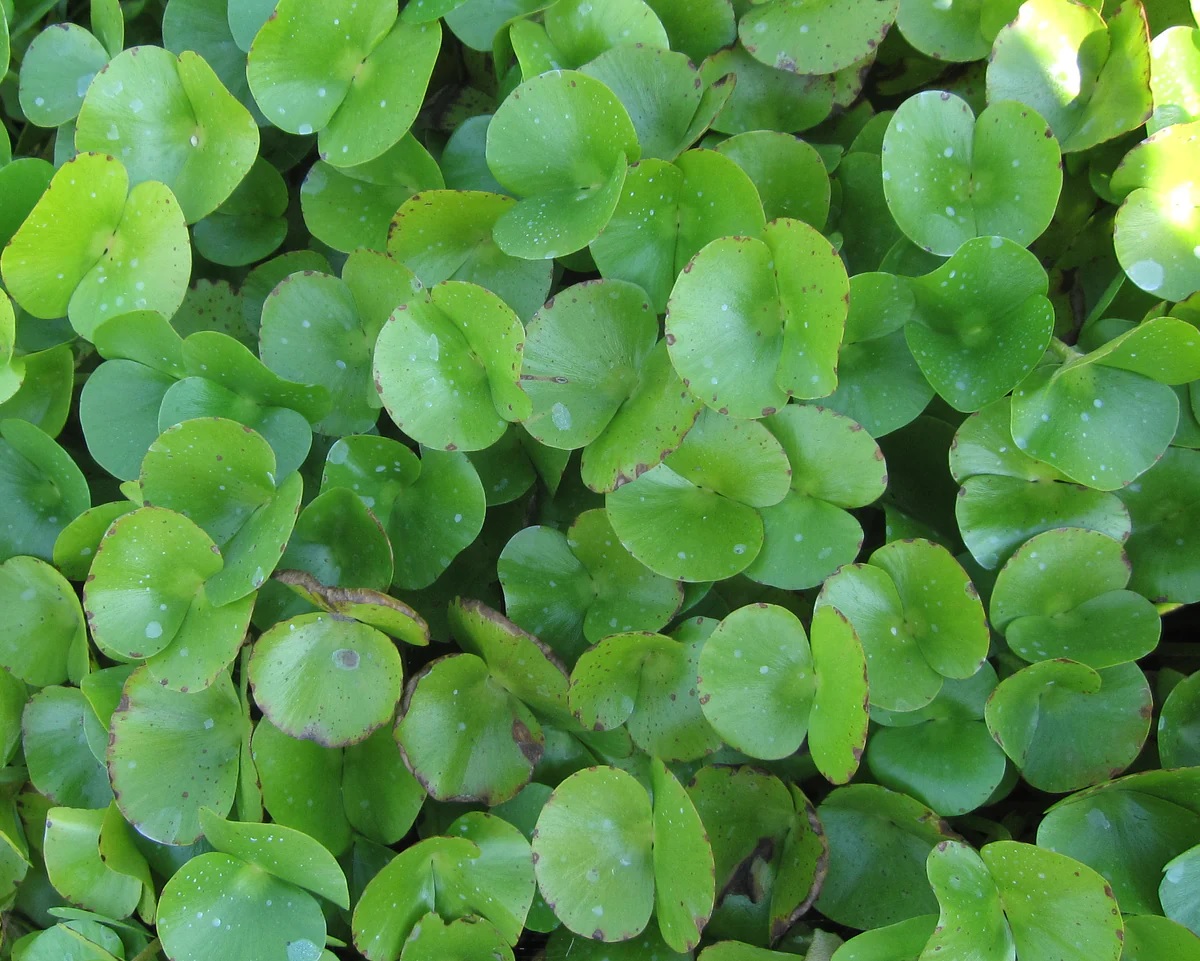 Two Leaf Water Clover