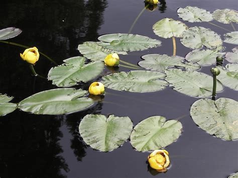Nuphar Species, Spatterdock, Yellow Pond Lily, Yellow Waterlily