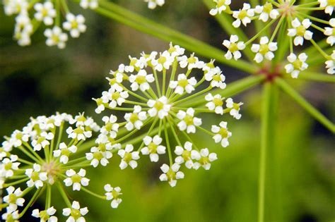 Gaint Water-dropwort, giant water cowbane