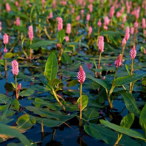 Water Smartweed