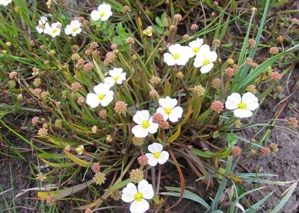 Lesser Water Plantain