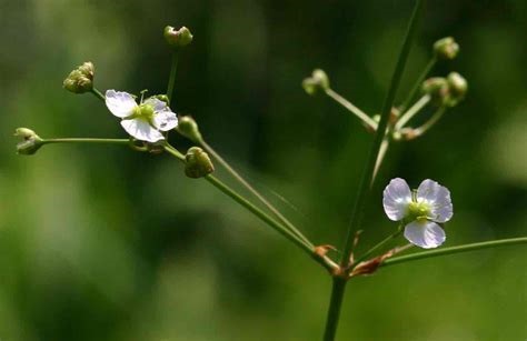Water Plantain